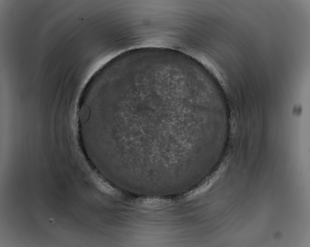 X0000101391077200807280932