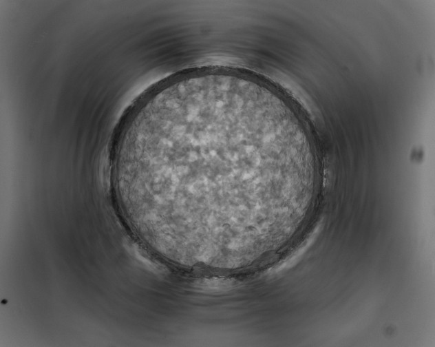 X0000101391117200807280931