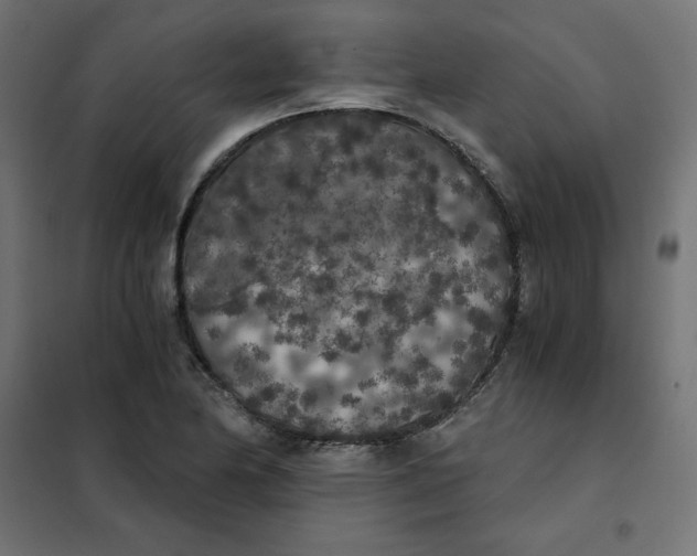 X0000101391174200807280931