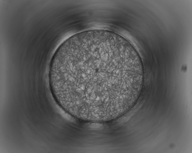 X0000101391235200807280930