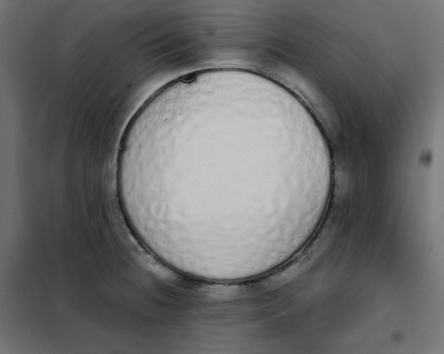 X0000101391236200807280930