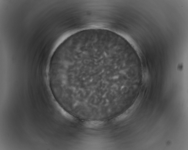 X0000101391294200807280929