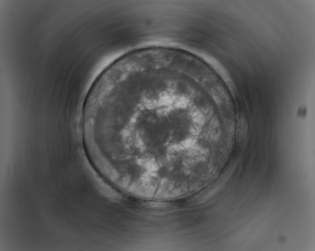 X0000101391295200807280929