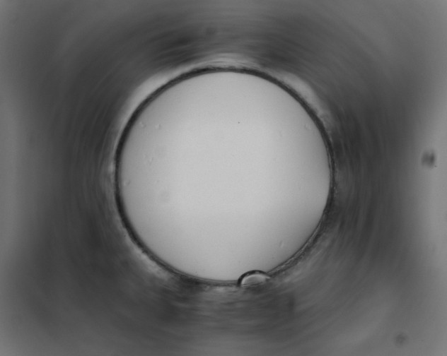 X0000101391335200807280929