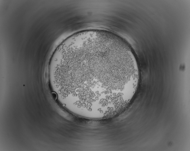 X0000101391371200807280928