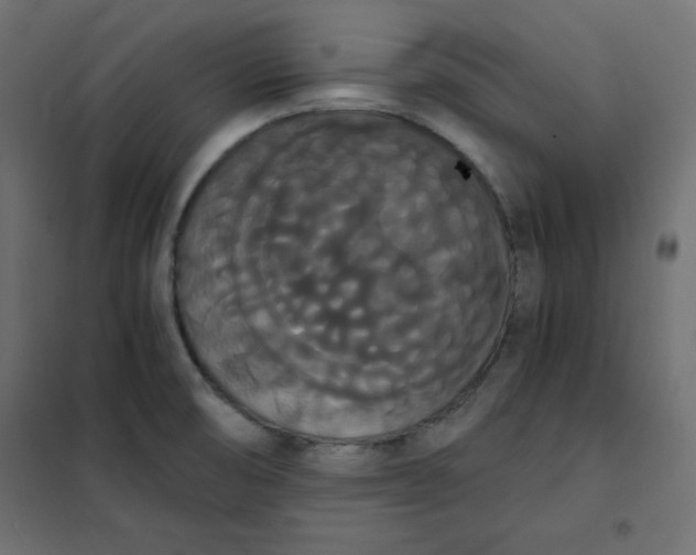 X0000101391474200807280926