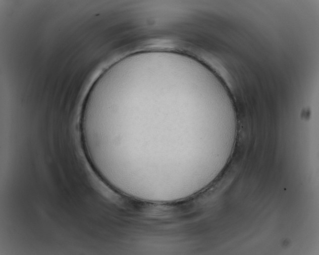 X0000101391475200807280926