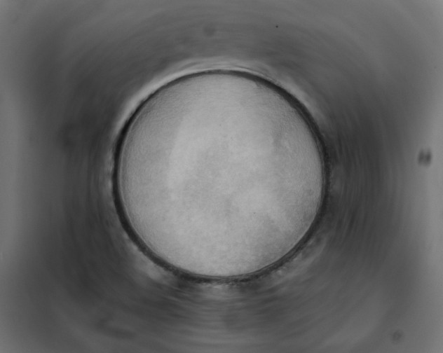 X0000101391508200807280925