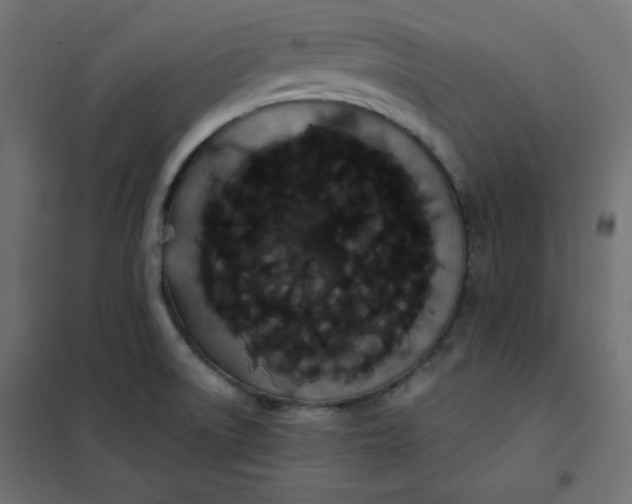 X0000101391522200807280926