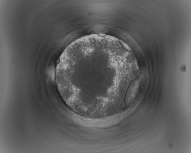 X0000101390046200808041027