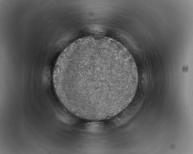 X0000101390320200808041023
