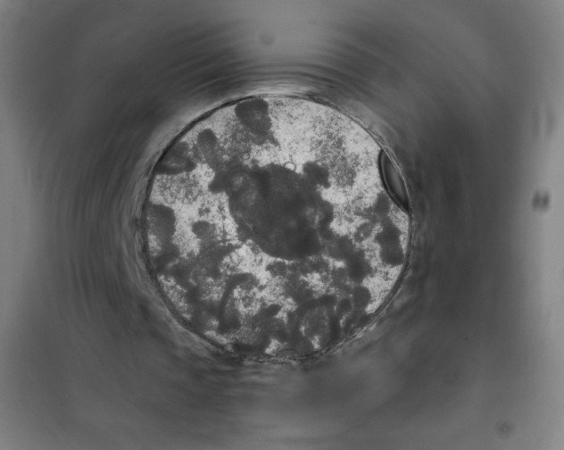 X0000101390337200808041022