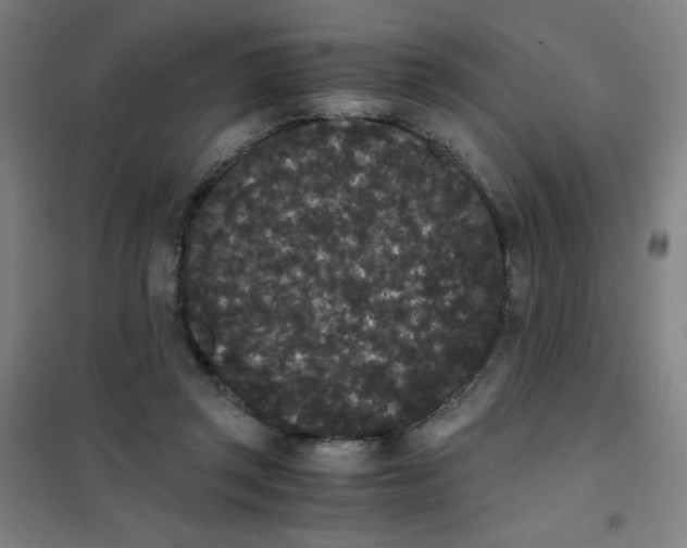 X0000101390357200808041022