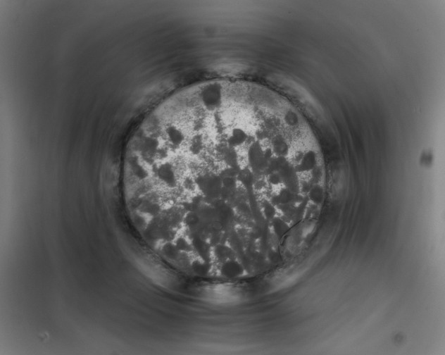 X0000101390365200808041022
