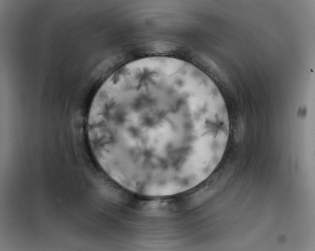 X0000101390366200808041022
