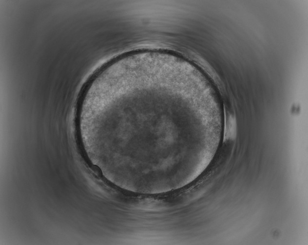 X0000101390387200808041022