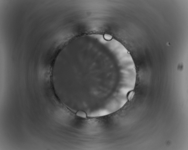 X0000101390423200808041021