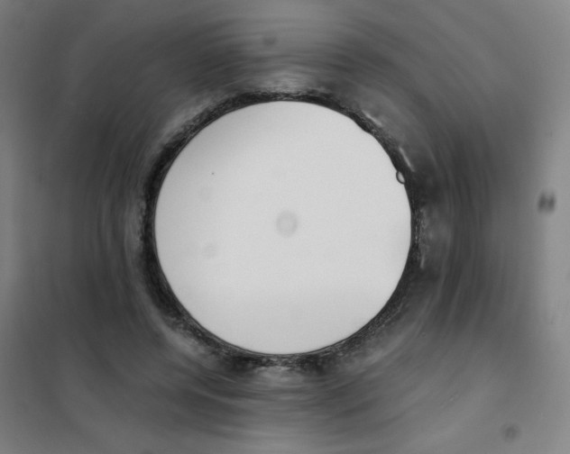 X0000101390544200808041019