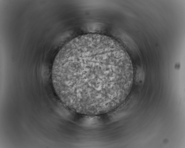 X0000101390569200808041019