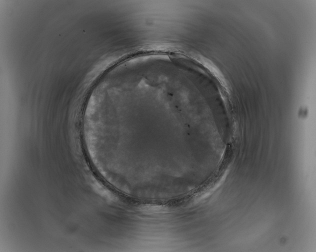 X0000101390577200808041019