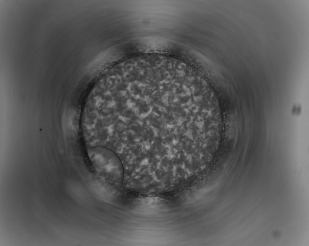 X0000101390695200808041017