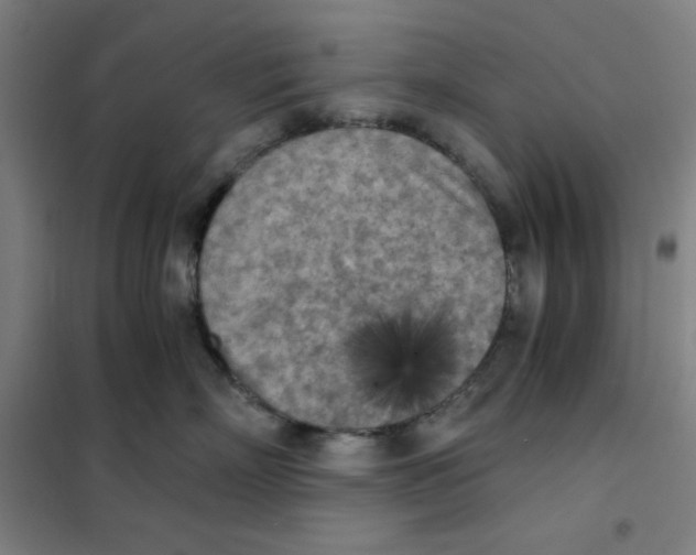 X0000101390718200808041017