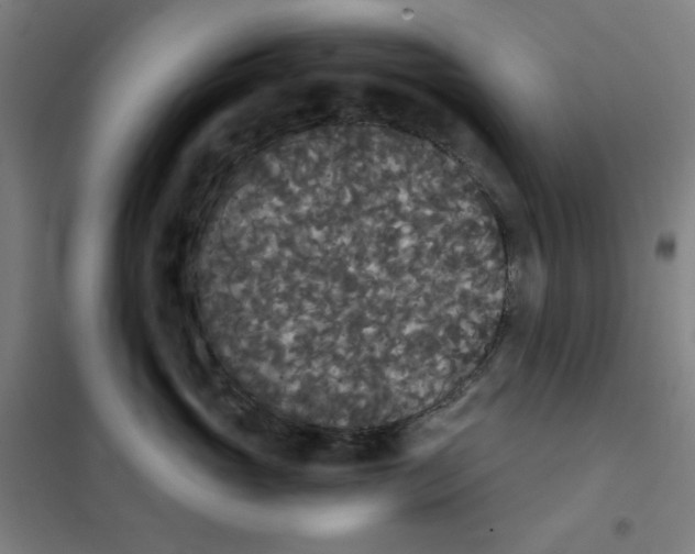 X0000101390765200808041017