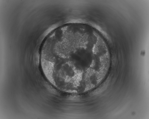 X0000101391221200808041009