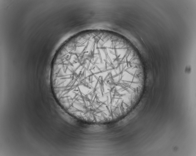 X0000101391224200808041009