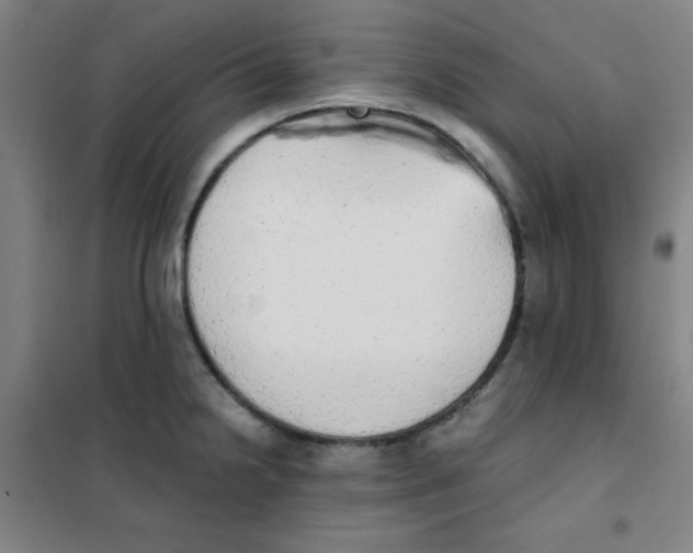 X0000101391238200808041009