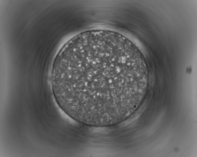 X0000101391247200808041009
