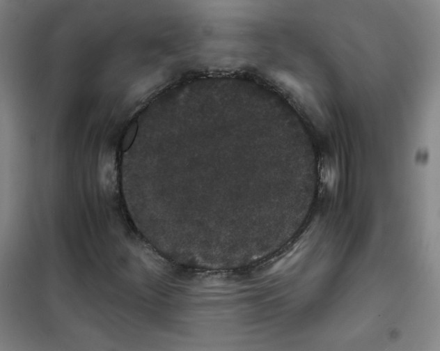 X0000101391252200808041009
