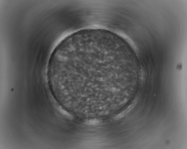 X0000101391278200808041008