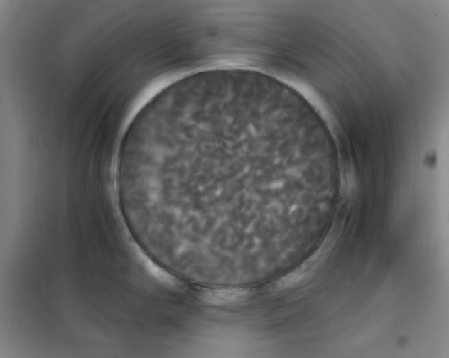X0000101391294200808041008