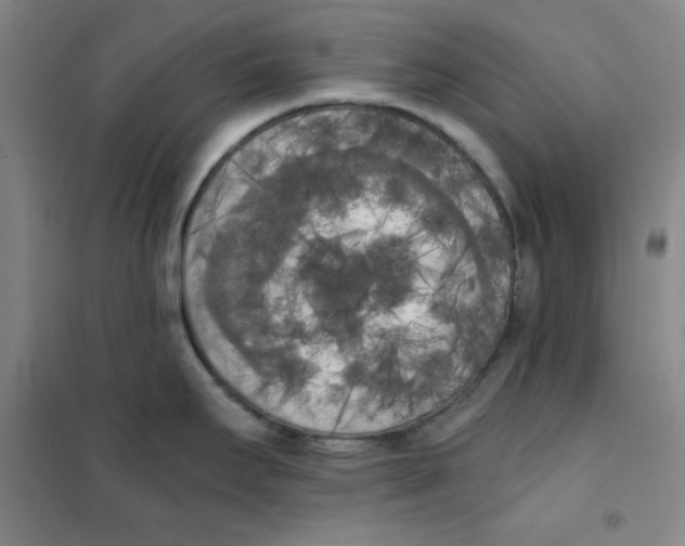 X0000101391295200808041008