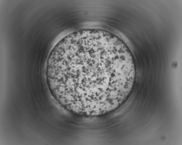 X0000101391386200808041007