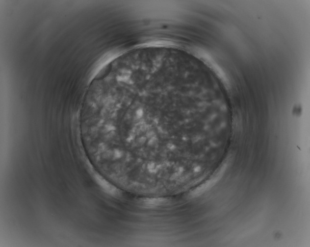 X0000101391425200808041006