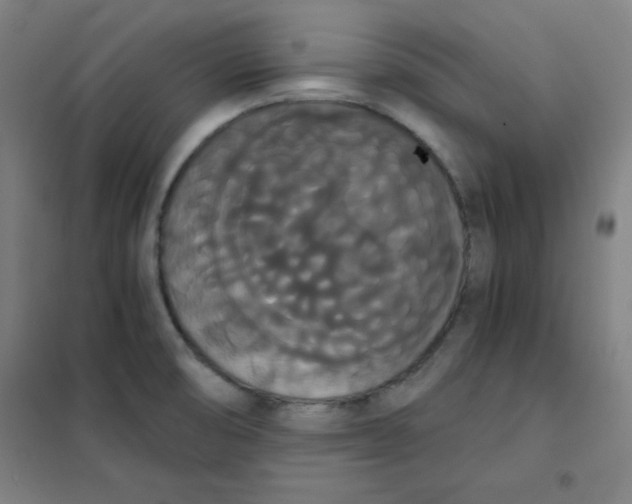 X0000101391474200808041005