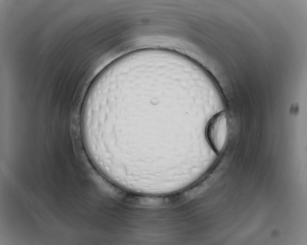 X0000101391521200808041005