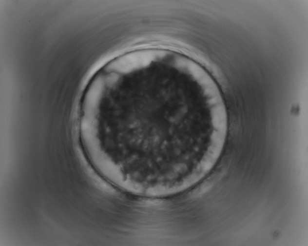 X0000101391522200808041005
