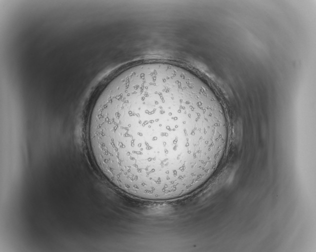 X0000101401454200807211024