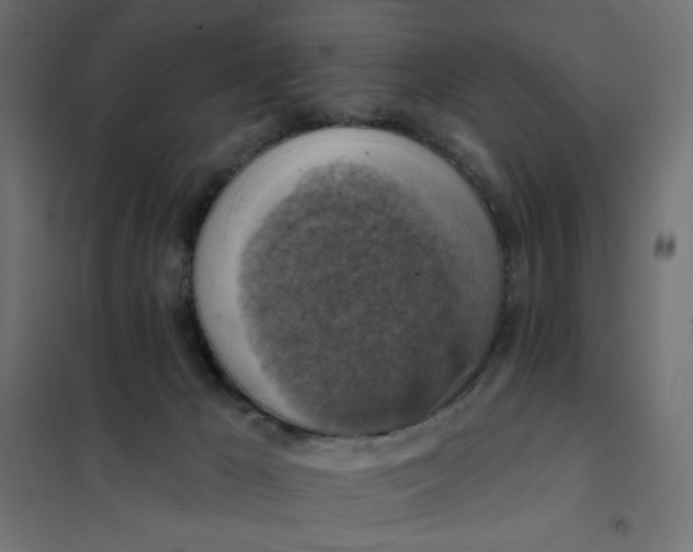 X0000101400029200807281013