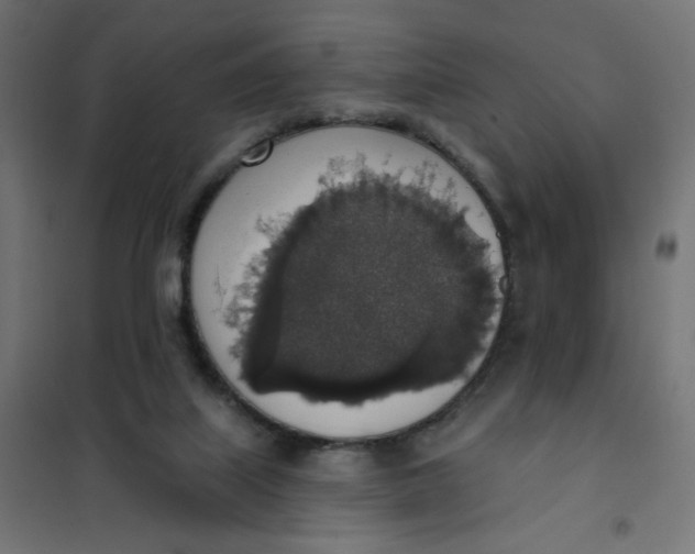 X0000101400067200807281012