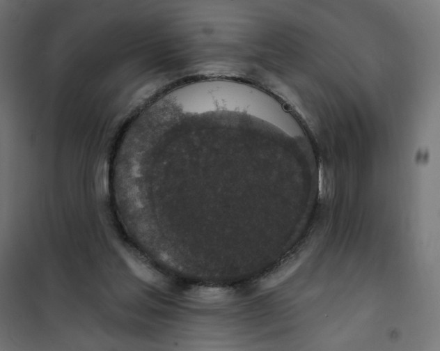 X0000101400205200807281010