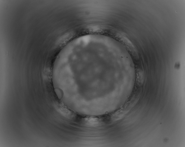 X0000101400419200807281007