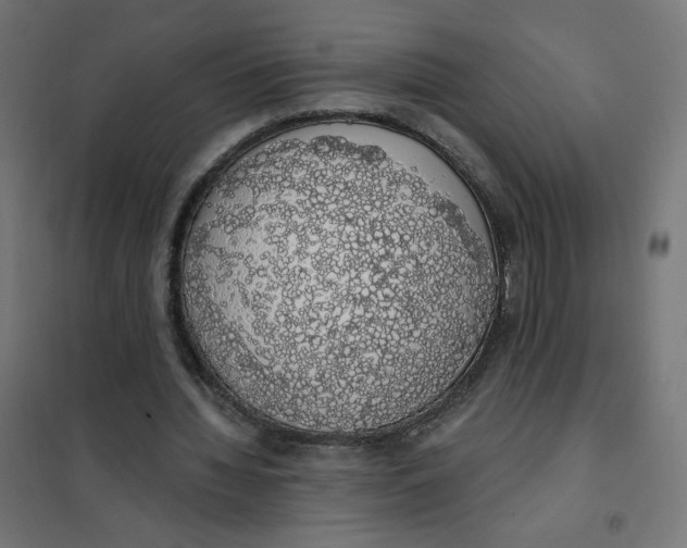 X0000101400436200807281006