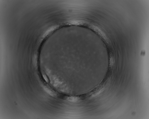 X0000101400444200807281006