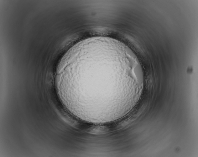 X0000101400459200807281006