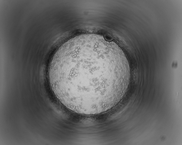 X0000101400594200807281004