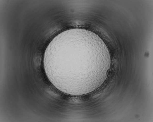 X0000101400652200807281003